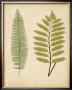 Cottage Ferns Ii by Edward Lowe Limited Edition Print