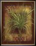Palm Ornamental Ii by Janet Stever Limited Edition Print