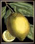 Fragrant Citrus Ii by Volkamer Limited Edition Print