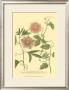 Passion Flower Ii by Johann Wilhelm Weinmann Limited Edition Print