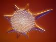 Radiolarian Heliodiscus, Lm by Wim Van Egmond Limited Edition Print