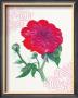 Raspberry Peony by Elissa Della-Piana Limited Edition Pricing Art Print