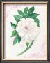 Snow Peony by Elissa Della-Piana Limited Edition Print