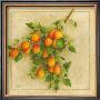 Abricots Du Roussillon by Vincent Perriol Limited Edition Print