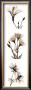 Sepia Floral I Vertical by Albert Koetsier Limited Edition Print