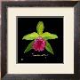 Vivid Orchid I by Ginny Joyner Limited Edition Pricing Art Print