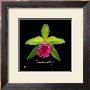 Vivid Orchid I by Ginny Joyner Limited Edition Print