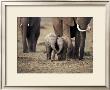 Baby Elephant, Masa Mara, Kenya by Anup Shah Limited Edition Pricing Art Print