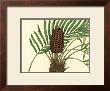 Palmetto Iii by Zachary Alexander Limited Edition Print