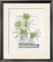 Green Lilies by Claudia Ancilotti Limited Edition Print
