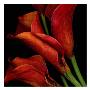 Vibrant Red Calla Lilies by Robert Creamer Limited Edition Print