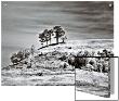 Trees On Hill by I.W. Limited Edition Print