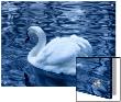 Swan In Blue by I.W. Limited Edition Pricing Art Print
