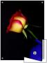 Side View Of A Rose With Yellow And Red Coloring by I.W. Limited Edition Print