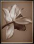 Moonlight Tulip by Rebecca Swanson Limited Edition Print