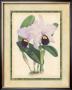 Fitch Orchid Iv by J. Nugent Fitch Limited Edition Pricing Art Print