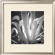 Tropical Plant I by Jean-Francois Dupuis Limited Edition Pricing Art Print