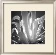 Tropical Plant I by Jean-Franã§Ois Dupuis Limited Edition Print