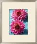 Dahlias by Laurence Mouton Limited Edition Print