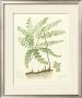 Eaton Ferns Ii by Daniel C. Eaton Limited Edition Pricing Art Print