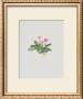 Ordinary Stipeless Primrose by Moritz Michael Daffinger Limited Edition Pricing Art Print