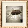 After The Rain by Jean-Francois Dupuis Limited Edition Pricing Art Print