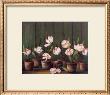 Tulipes Blanches by Fabrice De Villeneuve Limited Edition Print