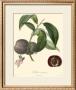 Plums by Bessa Limited Edition Pricing Art Print
