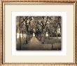 Rows Of Trees by Connie Wellnitz Limited Edition Print