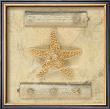 Starfish Journal by Leslie Mueller Limited Edition Print