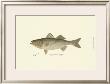Striped Bass by Denton Limited Edition Pricing Art Print