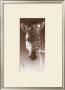 Grant, The Zebra by Robert L. Caldwell Limited Edition Pricing Art Print