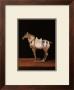 Asian Equus Ii by Hampton Hall Limited Edition Print