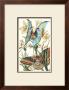 Butterfly I by William Henry Pearson Limited Edition Print