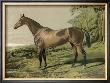 Cassell's Horse Iv by Cassell Limited Edition Print