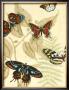 Graphic Butterflies In Nature Ii by Megan Meagher Limited Edition Pricing Art Print