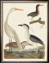 Heron Family Ii by A. Wilson Limited Edition Print