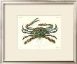 Crustacean I by Pierre Siebold Limited Edition Print