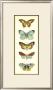 Butterfly Collector Vi by Chariklia Zarris Limited Edition Print