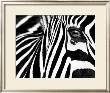 Black & White Ii (Zebra) by Rocco Sette Limited Edition Print