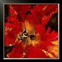 Rosso Fiore Ii by Citrine Limited Edition Print