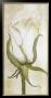 Standing Calla by Heidi Gerstner Limited Edition Pricing Art Print