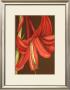 Regal Lily Iv by Jennifer Goldberger Limited Edition Pricing Art Print