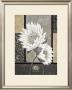 White Waterlily by Claudia Ancilotti Limited Edition Print