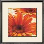 Shining Gerbera by Arkadiusz Warminski Limited Edition Pricing Art Print