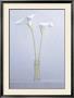 Two Calla Lilies by James Moore Limited Edition Pricing Art Print