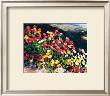 Bright Spot by Phyllis Horne Limited Edition Print