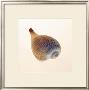 Fig Shell by Tom Artin Limited Edition Print