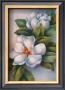 Magnolia Summer by Dorothy Mullins Limited Edition Print