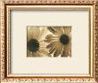 Daisies Ii by Judy Silverstein Limited Edition Print